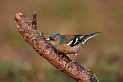 Chaffinch male - B